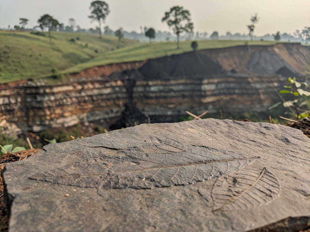 Assam fossil leaves suggest kewra lineage existed at least 24 million years ago