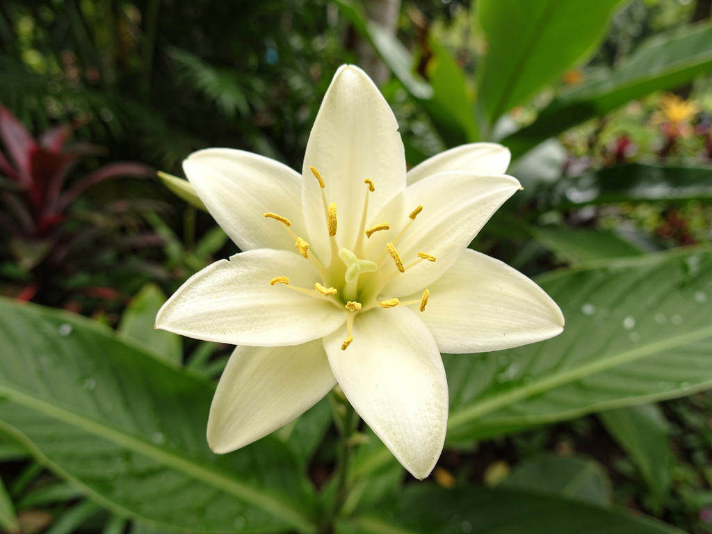 New fragrant ginger lily species named in honour of Assamese singer Zubeen Garg