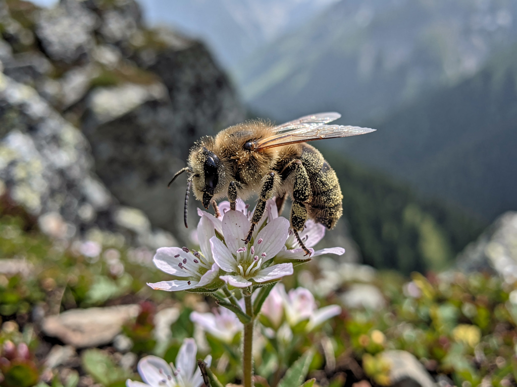 Rare Himalayan bee recorded in Arunachal and may help mountain farmers